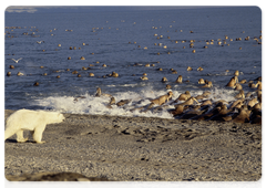 Hunting on the rookery. At first the polar bear walks toward the rookery but then starts to run as it closes to within a couple dozen metres.  At that point, walruses rush into the water in panic. The bear’s success depends on luck and choice of tactic