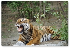 Тигр Боря отправился в путешествие по районам Приамурья