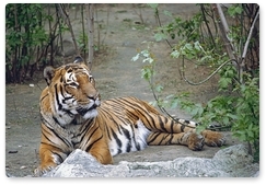 Амурские тигры, выпущенные на волю год назад, освоились в дикой природе