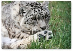 Kyrgyzstan to host snow leopard conservation forum in 2017