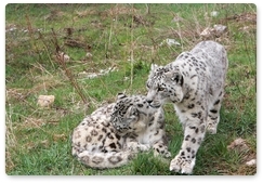 Snow leopards from reintroduction centre to be released to Sayano-Shushensky Biosphere Reserve