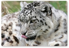 Go east: Studying snow leopards in Russia