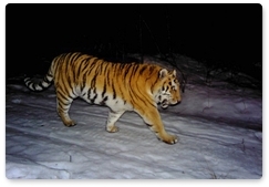 Получены новые фото амурских тигров Золушки и Заветного