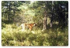 За 10 лет популяция амурского тигра увеличилась на 10%