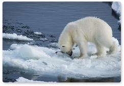 Russia to support transferring polar bears to CITES Appendix I