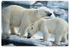 В Арктике люди опять прикармливали белых медведей