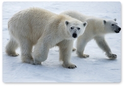 Polar bear pelts getting costlier