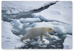 Prosecutor’s Office of Chukotka Autonomous Area investigates the murder of polar bear