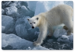 Range countries agree on plan to conserve polar bears
