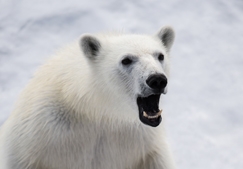 Эксперт: Мы стоим на пороге глобальных изменений жизни белого медведя