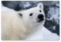 О сохранении белых медведей на северо-востоке России: седьмая встреча российско-американской комиссии по белому медведю