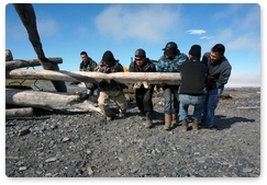 Polar Bear Patrol surveys bears, prepares for the arrival of walruses