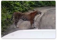 Посетители нацпарка «Земля леопарда» встретили на дороге амурского тигра