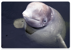 White (beluga) whale research expedition