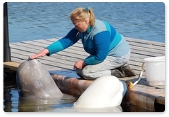 Beluga whales join noise research project