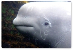 Villagers in Magadan Region save two beluga whales