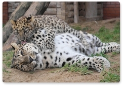 Выставка «Возвращение леопарда» откроется в Московском зоопарке