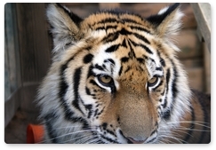 Amur tigers explore new areas