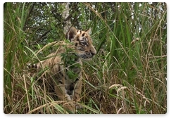 Primorye’s Bikin national park to help boost tiger population