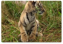 В Приморье нашли ошейник амурского тигрёнка