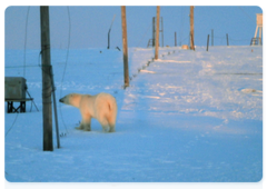 A polar bear on the observation site of the Vaygach polar station