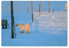 Bear Patrol evaluates the level of the animal’s protection in the Nenets Autonomous Area