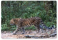 Впервые получены данные о численности дальневосточного леопарда в мире