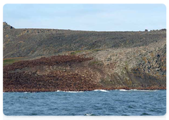 Rookery of walruses on Cape Kozhevnikov