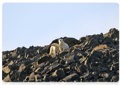 Polar bears on Cape Kozhevnikov