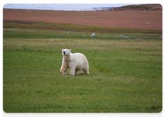 Polar bears spotted at Krestovy ranger station