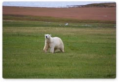Polar bears on the East Siberian Sea shore