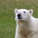 A polar bear on the East Siberian Sea shore