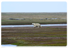 A polar bear on the East Siberian Sea shore