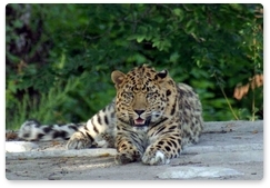 Leopard injured by poachers may be released into the wild