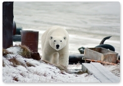 Polar bears come close to people in search of food