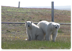 In the summer of 2014, polar bears used to stalk the Fyodorov Polar Station