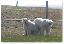 Environment Ministry to ensure human safety, protect polar bears