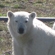 In the summer of 2014, polar bears used to stalk the Fyodorov Polar Station