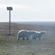 Летом 2014 года белые медведи также приходили к полярной станции имени Фёдорова