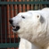 Белая медведица Милана в Волоколамском питомнике Московского зоопарка
