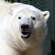 Белая медведица Милана в Волоколамском питомнике Московского зоопарка