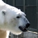 Белый медведь Айон в Волоколамском питомнике Московского зоопарка