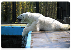 Ayon in the Volokolamsk sanctuary of the Moscow zoo