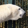 Белый медведь Айон в Волоколамском питомнике Московского зоопарка