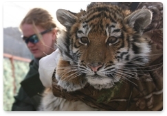 Найденный в Приморье амурский тигрёнок идёт на поправку