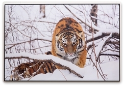 Amur Tiger Day at the Primeval Russia Festival