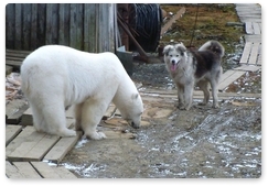 Белые медведи активизировались на побережье Якутии