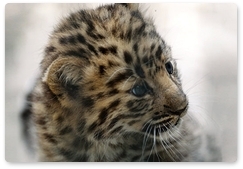 Десять котят леопарда зафиксировано в нацпарке в 2016 году