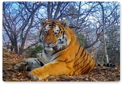 «Земля леопарда» и китайские заповедники обменялись данными о тиграх