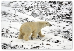 Scientists obtain unique data on polar bear life